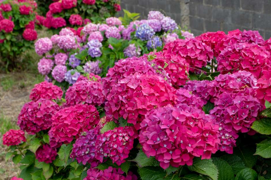 Several beautiful buds of dark pink hydrangea