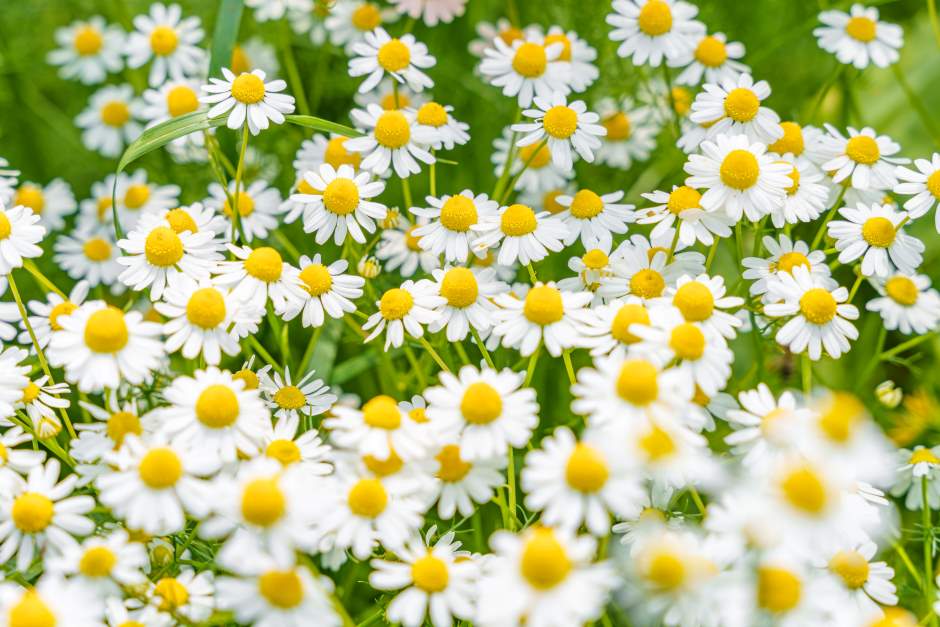 A field of chamomile flowers with yellow and white colors