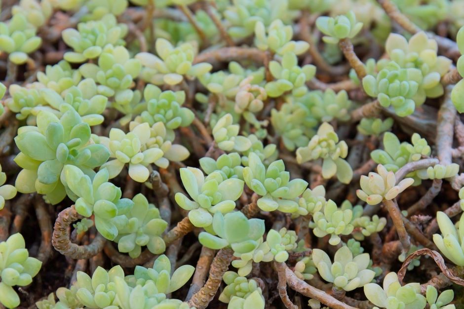 Close up of several sedum clavatum