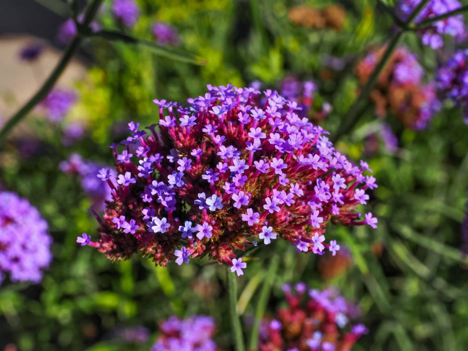 Close up of verbena bonariensis