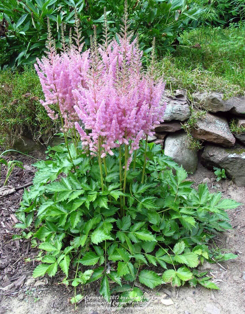 Astilbe is also called False Goat's Beard.