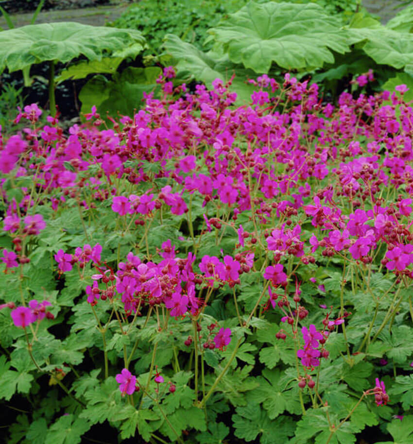 Bigroot Geranium is a beautiful ground cover for your shade garden.