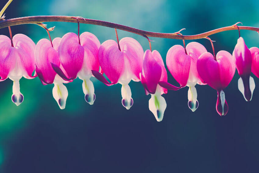 Bleeding Hearts add a dramatic and romantic flair to your shade garden.