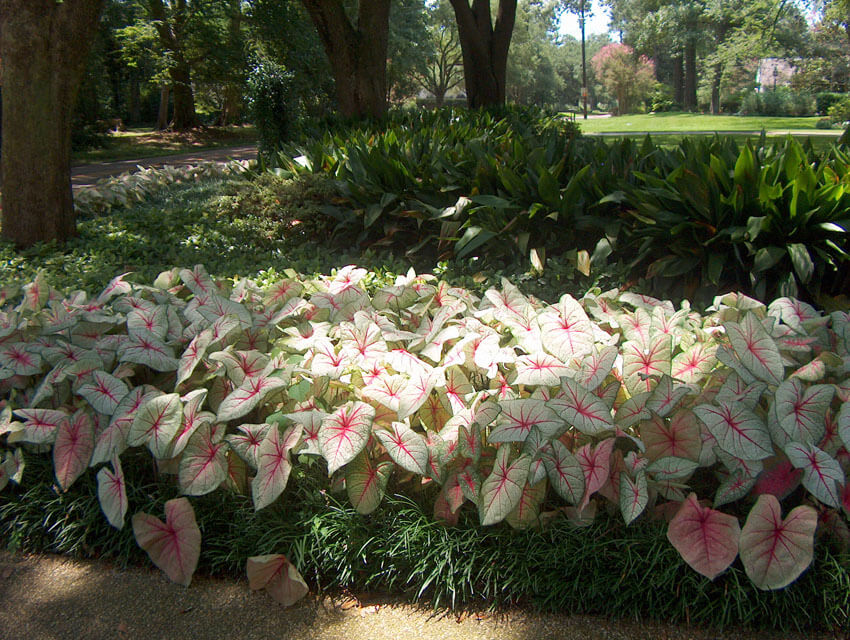 White Queen Caladium is an absolutely stunning addition to any shade garden.