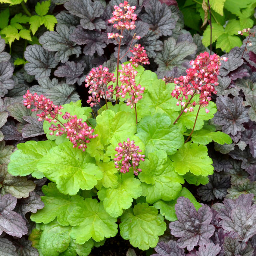 Coral Bells come in many different colors, so you'll be able to find one for your shade garden!