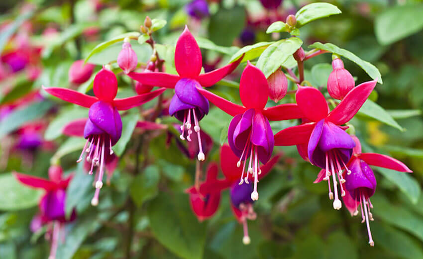 Fuchsia is a vibrant flower that thrives in container gardens.