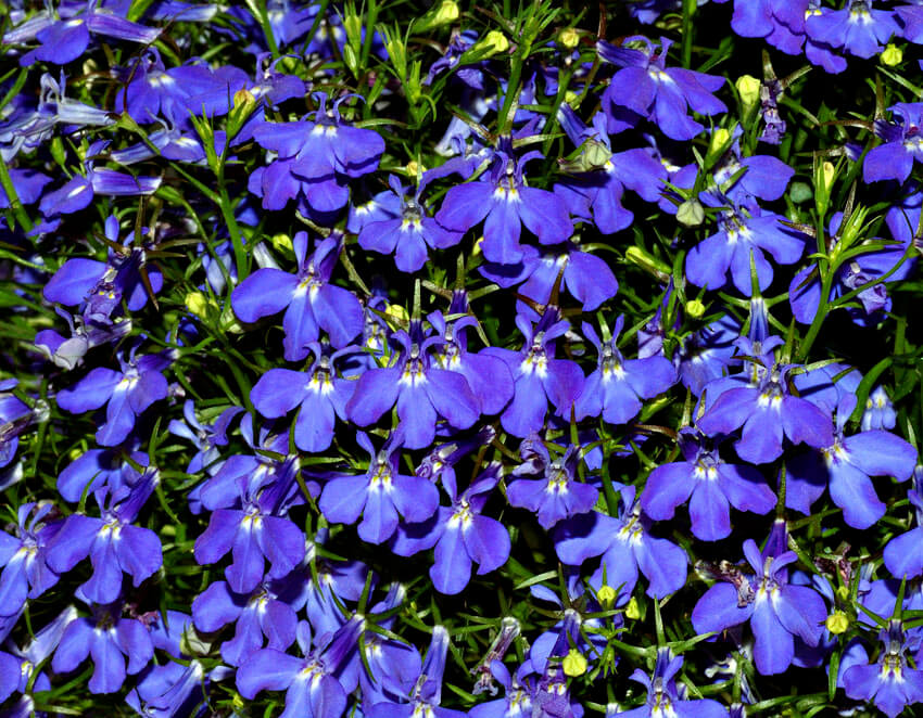 Lobelia has a long history of therapeutic uses.