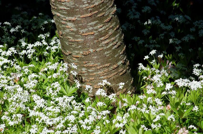 Sweet Woodruff is a beautiful, classic flower for your shade garden.