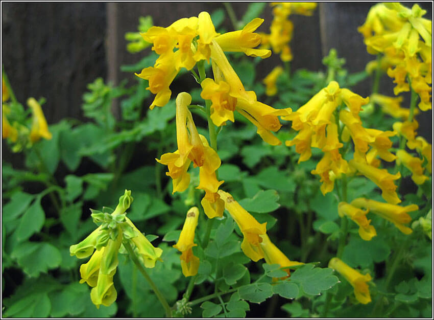 Yellow Corydalis adds a cheerful pop of color to your shade garden.