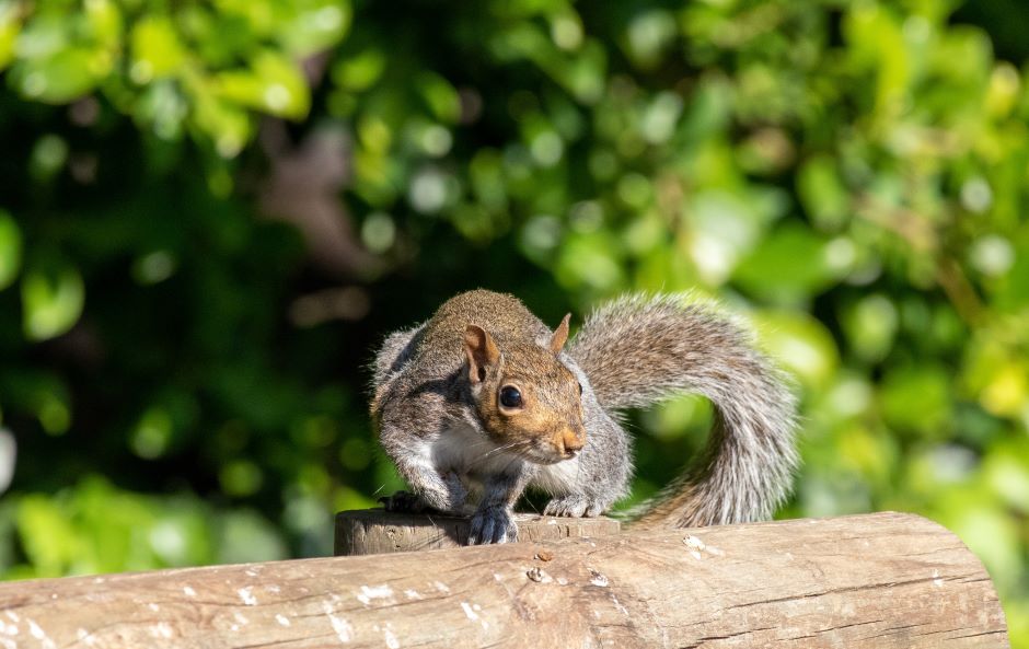 The Safest Squirrel Removal Methods for Your Property