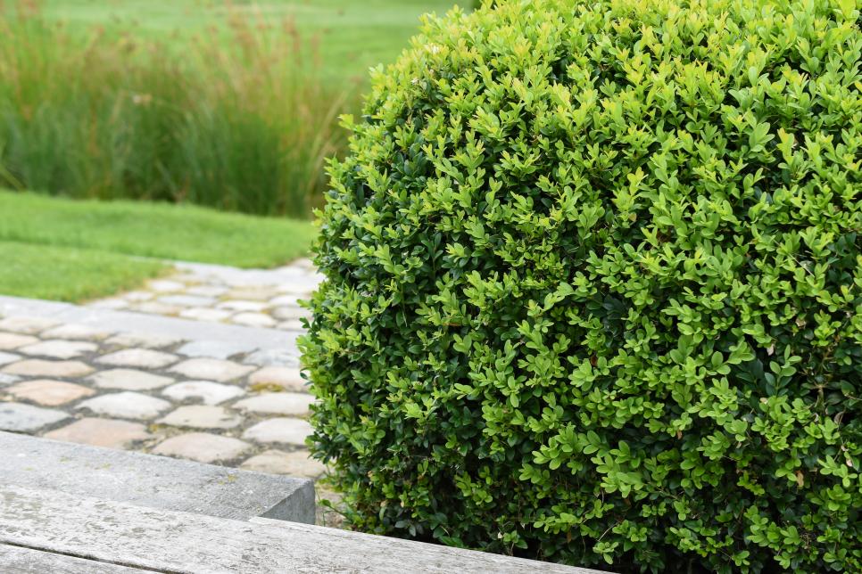 Boxwood is a very popular option. Source: HGTV 