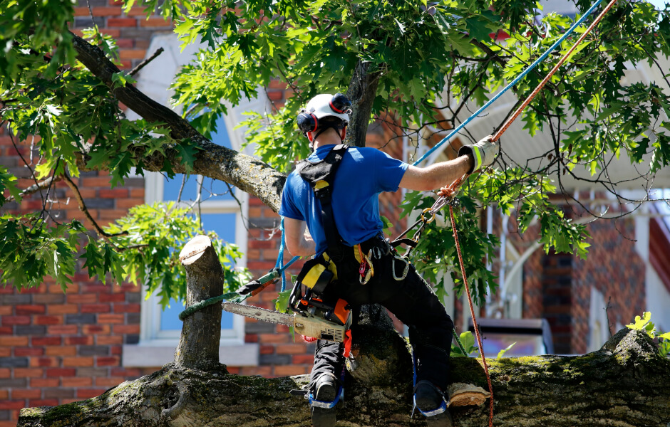 How Much Does Tree Removal Cost? What You Need To Know
