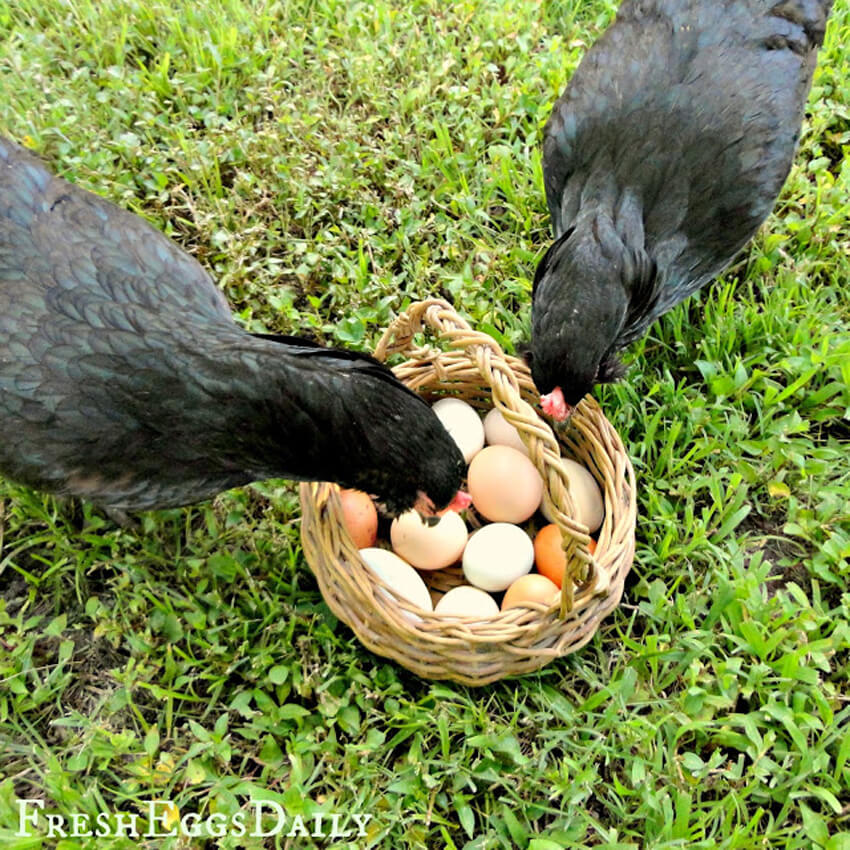 You can feed your chickens their own eggshells for added calcium.