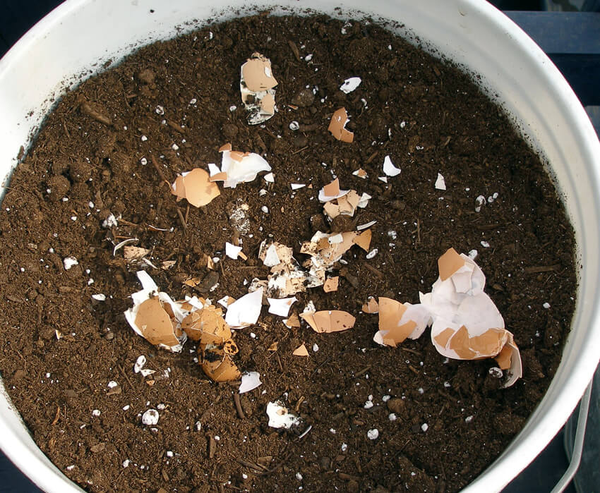 Eggshells contain nutrients that plants need to grow big and healthy.