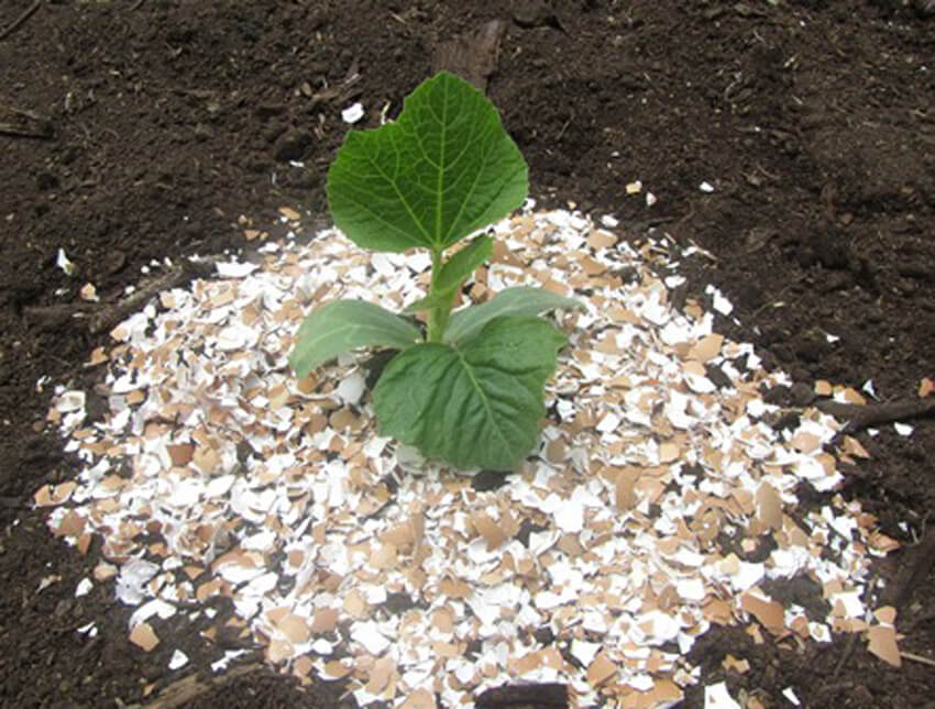 Eggshells can be used as mulch for your garden.