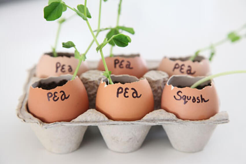 Eggshells make great seed starters!