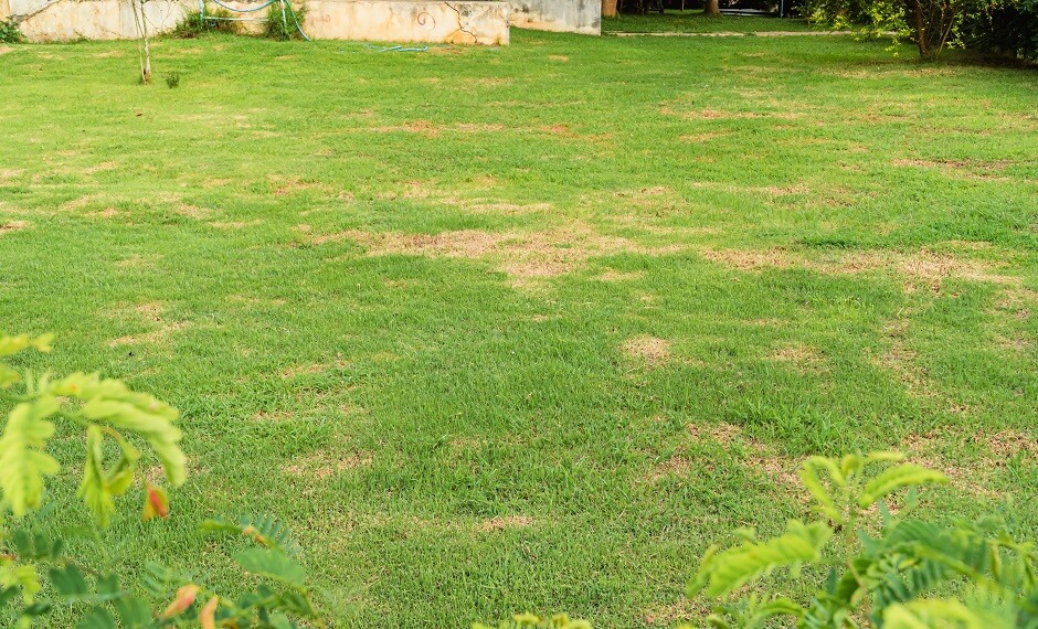 Why Is My Grass Turning Yellow? Answer and Tips!